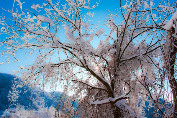 被白雪覆盖的光秃秃的树和分支在自然背景 — 图库照片