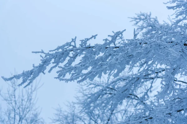 Árvores Cobertas Neve Galhos Floresta Invernal — Fotografia de Stock