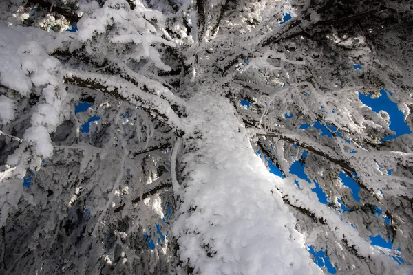 Snow Covered Trees Branches Wintry Forest — Stockfoto