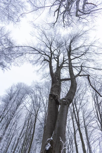 Sneeuw Bedekte Kale Bomen Takken Winterse Bos — Stockfoto