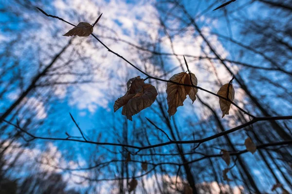 Bomen Tegen Blauwe Lucht — Stockfoto