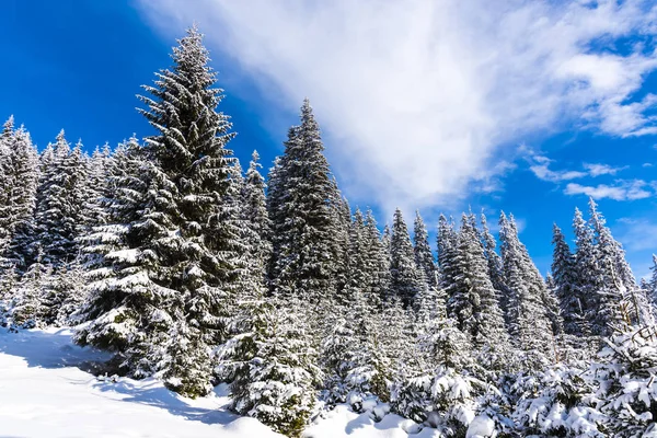 Karlı Köknar Ağaçları Ile Mavi Gök Tepede — Stok fotoğraf
