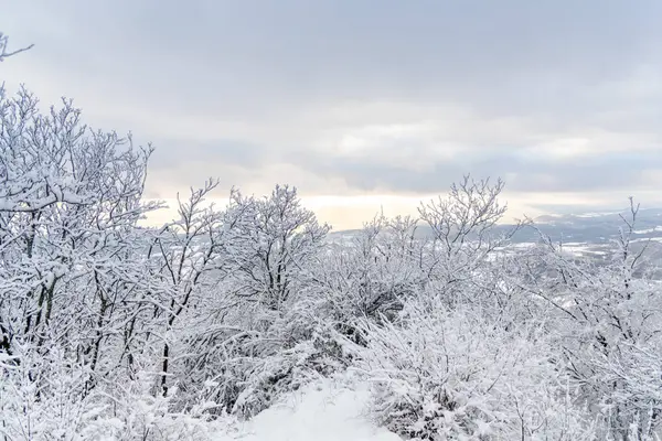 Karla kaplı ağaçlar ve dalları kış orman