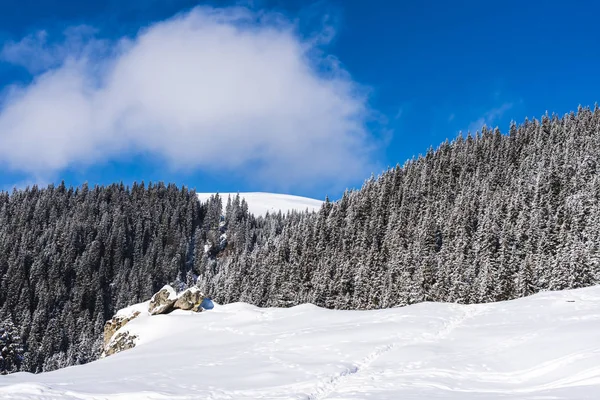 Çam ağaçları ve bulutlu gökyüzü arka plan şaşırtıcı doğa manzaralı