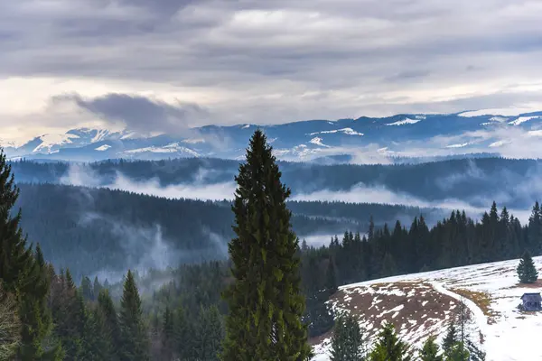 Increíble Vista Naturaleza Con Pinos Cielo Nublado —  Fotos de Stock