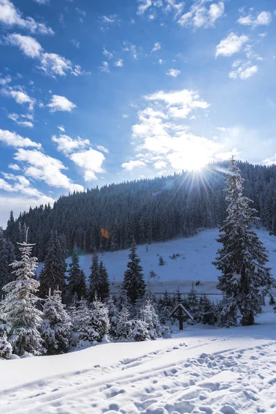 Árboles Ramas Cubiertos Nieve Bosque Invernal — Foto de Stock