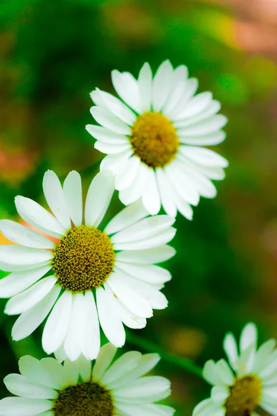 Gros Plan Fleurs Florissantes Colorées Étonnantes — Photo