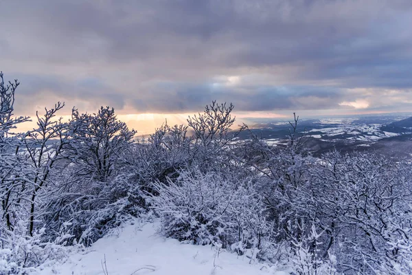 Snow Covered Trees Branches Wintry Forest — Stock Photo, Image