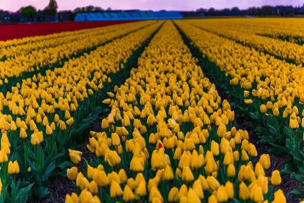 Vista Tulipani Fiore Che Crescono Campo Piantagione — Foto Stock