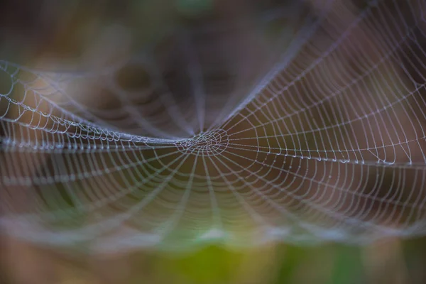 Nahaufnahme Eines Spinnennetzes Mit Tautropfen — Stockfoto