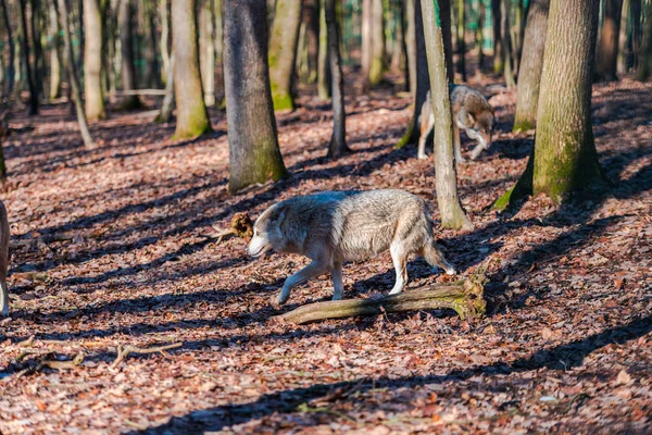 Lobos Salvajes Bosque — Foto de Stock