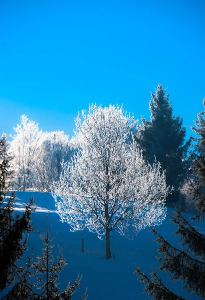 自然の背景に雪に覆われた裸の木と枝 — ストック写真