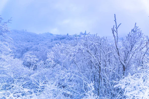 Árvores Cobertas Neve Galhos Floresta Invernal — Fotografia de Stock