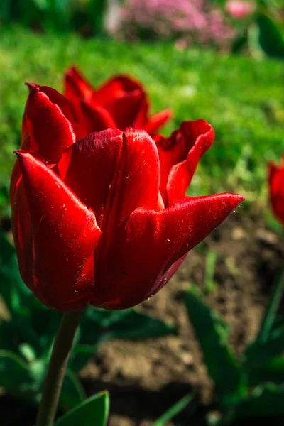 Gros Plan Des Fleurs Florissantes Tendres Étonnantes — Photo