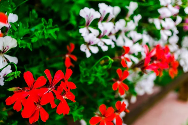 İnanılmaz renkli çiçek açan çiçekler yakın çekim