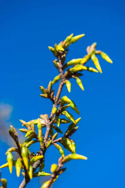 Fleurs Jaunes Sur Fond Bleu Ciel — Photo