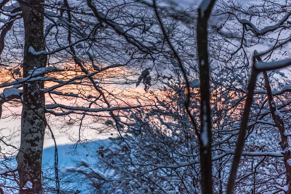 Alberi Rami Nudi Ricoperti Neve Nella Foresta Invernale — Foto Stock