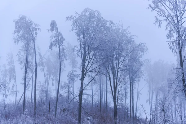 Árboles Ramas Cubiertos Nieve Bosque Invernal —  Fotos de Stock