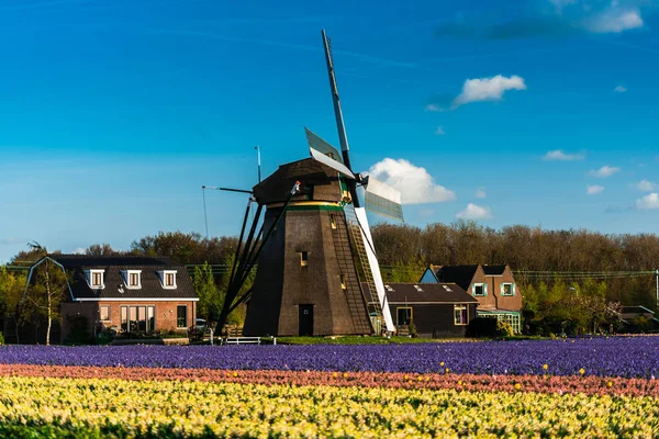 Gamla Retro Kvarn Ljusa Fält Med Färgglada Blommor — Stockfoto