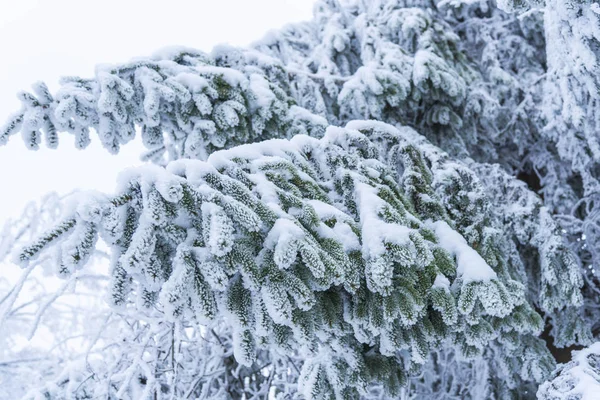 Sněhem Pokrytá Holé Stromy Větve Zimním Lese — Stock fotografie