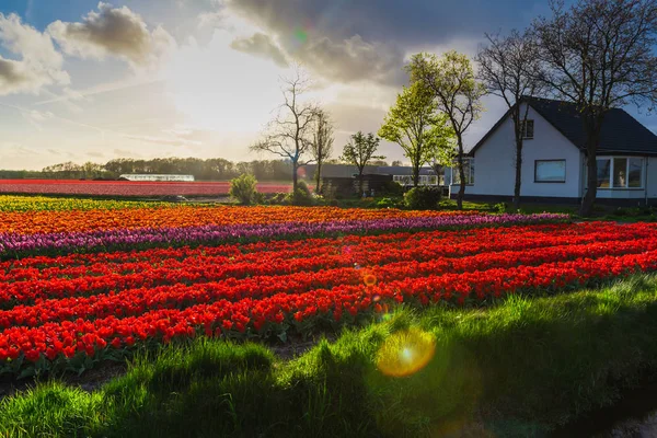 Вид Цветущих Тюльпанов Растущих Плантационном Поле — стоковое фото