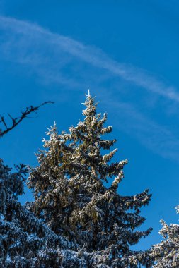 Karla kaplı ağaçlar ve dalları kış orman