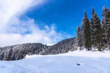 Karla kaplı ağaçlar ve dalları kış orman