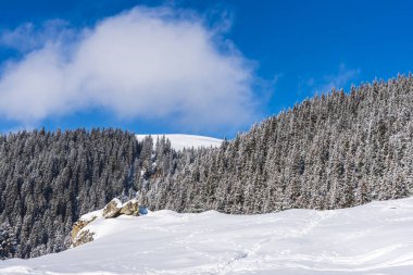Karla kaplı ağaçlar ve dalları kış orman