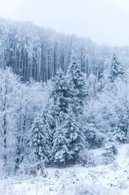 puslu ormandaki ağaçlar tam kar kaplı