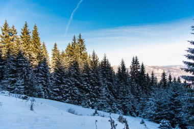 Çam ağaçları ve bulutlu gökyüzü arka plan şaşırtıcı doğa manzaralı