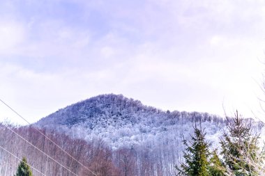 Ağaçlar ve mavi gökyüzü arka plan şaşırtıcı Doğa Manzaralı