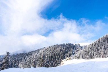Karla kaplı ağaçlar ve dalları kış orman