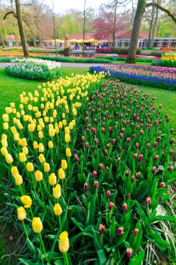 Şaşırtıcı ihale çiçek açan çiçekler yakın çekim