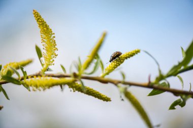 mavi gökyüzü ile güzel bahar çiçekleri