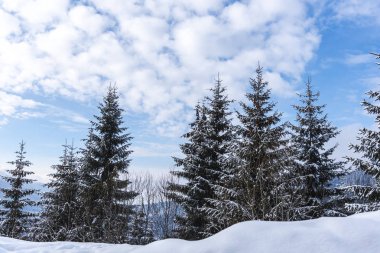 Çam ağaçları ve bulutlu gökyüzü arka plan şaşırtıcı doğa manzaralı