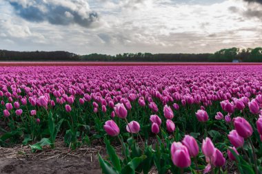 çiçek açan lale ekimi sahasında büyüyen görünümünü