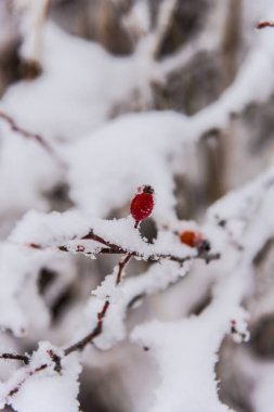 dondurulmuş ağaç dalları yakın 