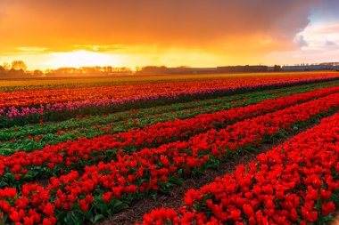 çiçek açan lale ekimi sahasında büyüyen görünümünü