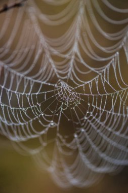 örümcek ağı çiğ damlaları ile kadeh yukarıya kapatmak