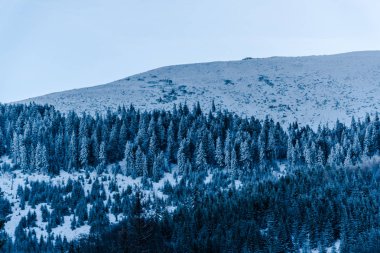 Karla kaplı ağaçlar ve dalları kış orman