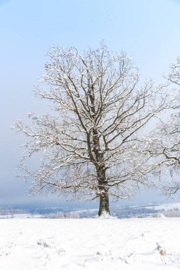 Karla kaplı ağaçlar ve dalları kış orman