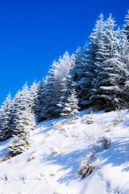 Karla kaplı ağaçlar ve dalları kış orman