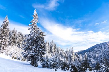 Karla kaplı ağaçlar ve dalları kış orman
