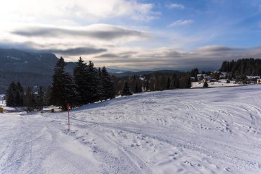 Çam ağaçları ve bulutlu gökyüzü arka plan şaşırtıcı doğa manzaralı