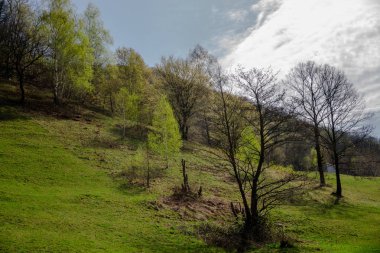 Büyüleyici doğa dağ manzaralı yeşillik ile
