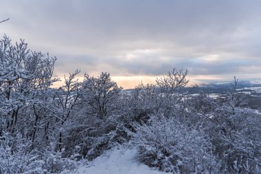 Karla kaplı ağaçlar ve dalları kış orman