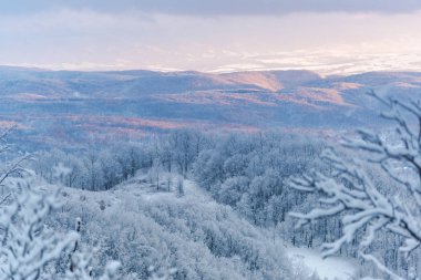 Karlı ağaçlar şaşırtıcı Doğa Manzaralı