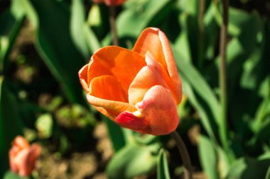 İnanılmaz renkli çiçek açan çiçek yakın çekim