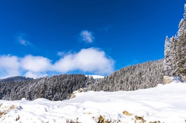 Karla kaplı ağaçlar ve dalları kış orman
