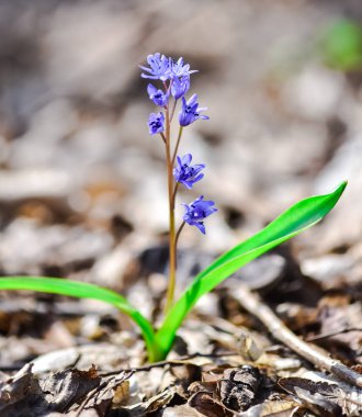Şaşırtıcı ihale çiçek açan çiçekler yakın çekim